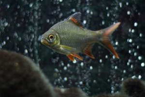 Tinfoil Barb: A Shiny and Active Fish for Your Aquarium