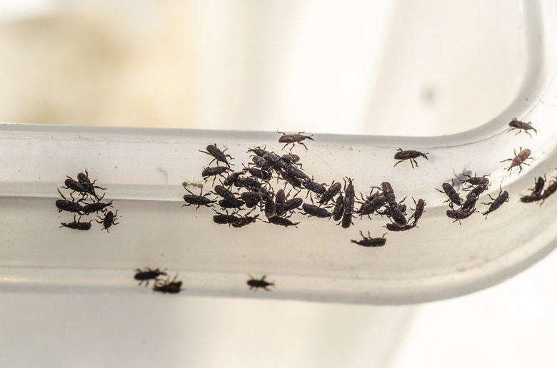 5 Common Tiny Black Bugs in Your Home & How to Get Rid of Them